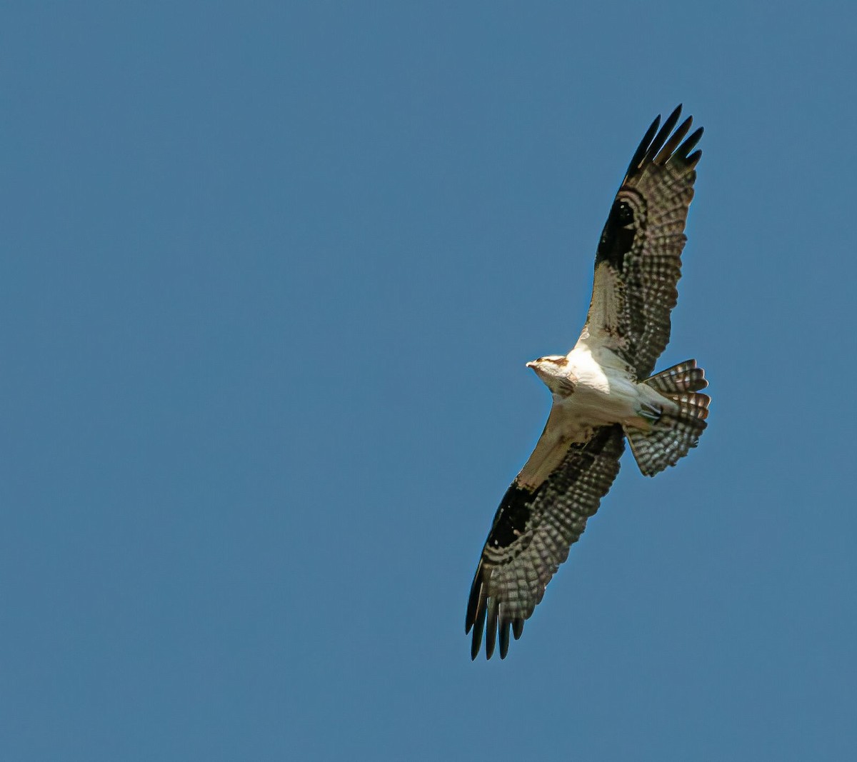 Osprey - ML616782711