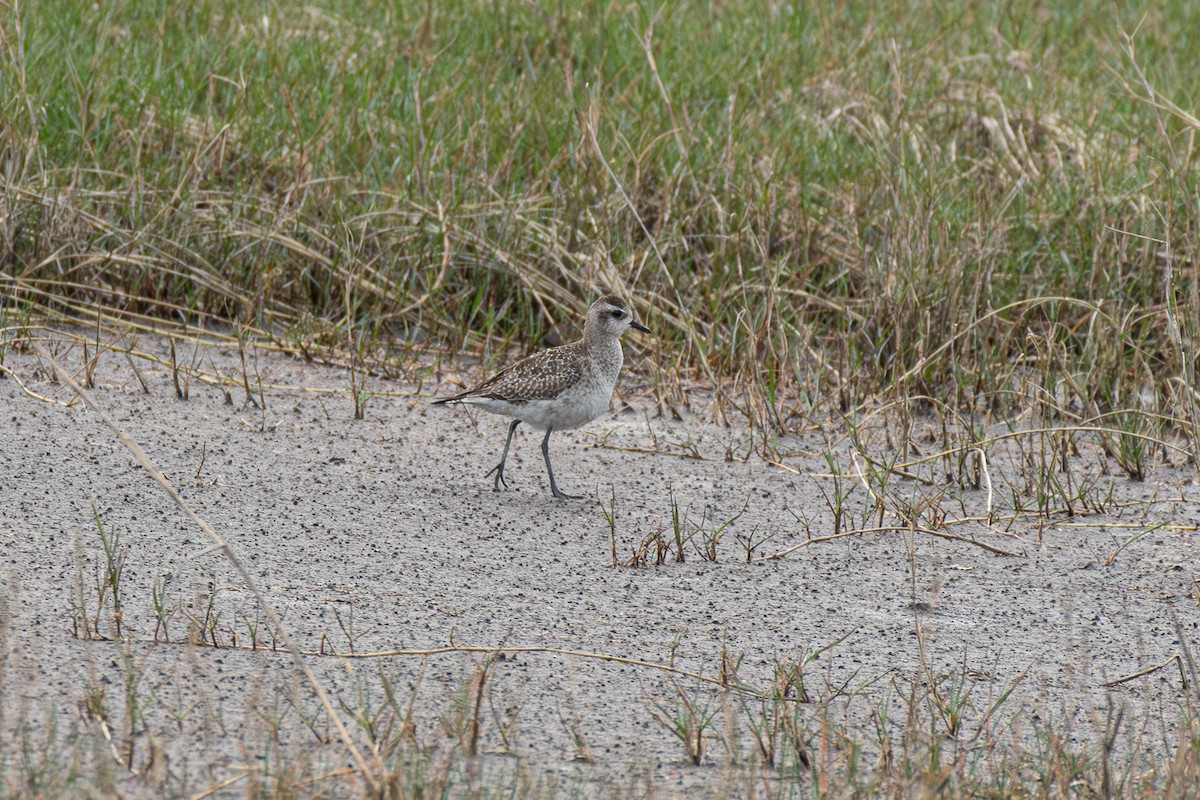 American Golden-Plover - Susan Fears