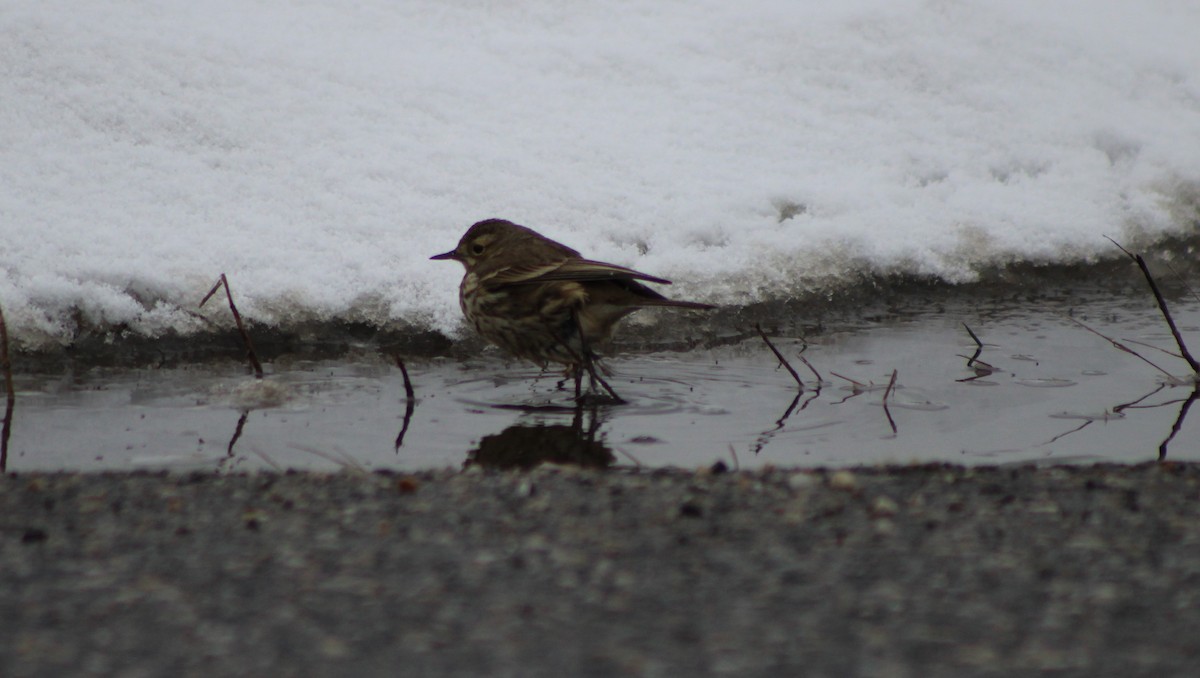 American Pipit - Sam Clarke