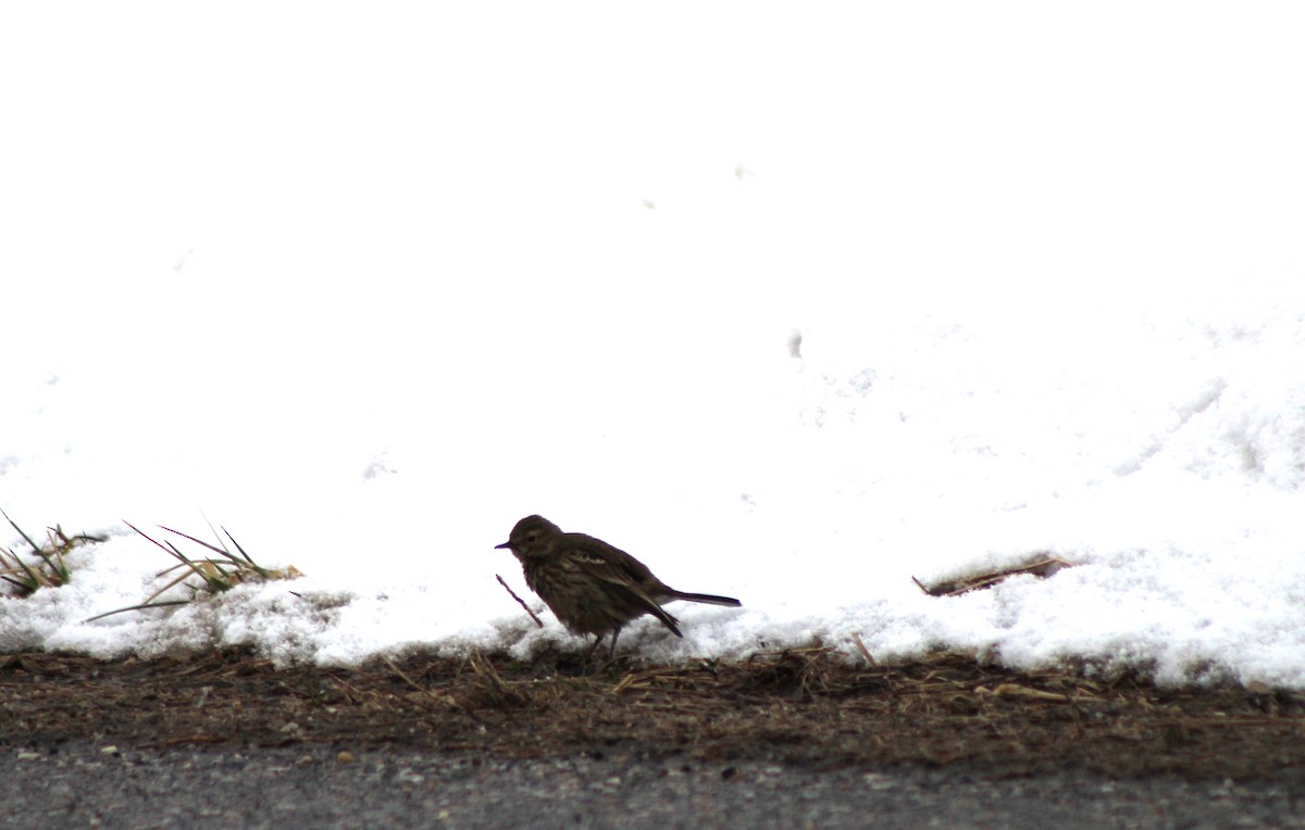 American Pipit - ML616782827