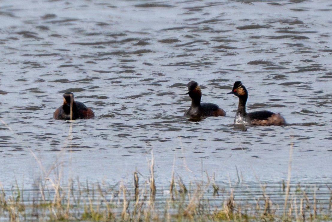 Eared Grebe - Cyril Duran