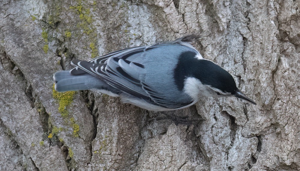 White-breasted Nuthatch - Carl & Judi Manning