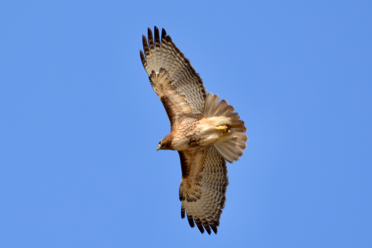 Red-tailed Hawk - ML616783003