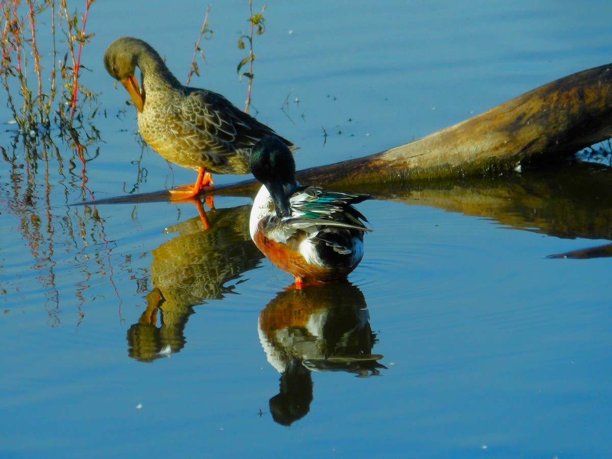 Canard souchet - ML616783052