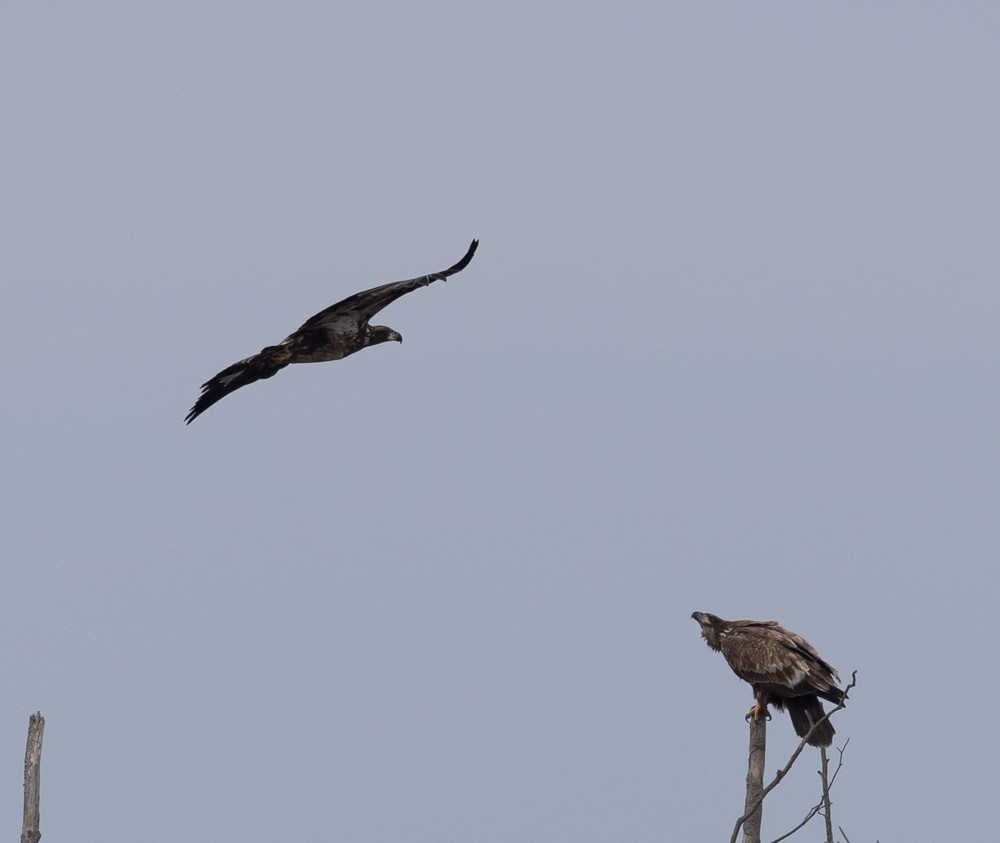 Bald Eagle - ML616783123