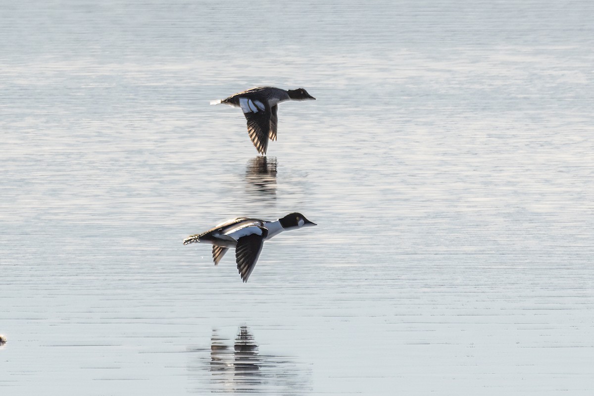 Common Goldeneye - ML616783135