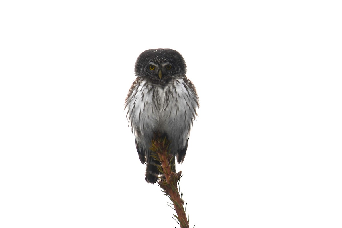 Eurasian Pygmy-Owl - ML616783149