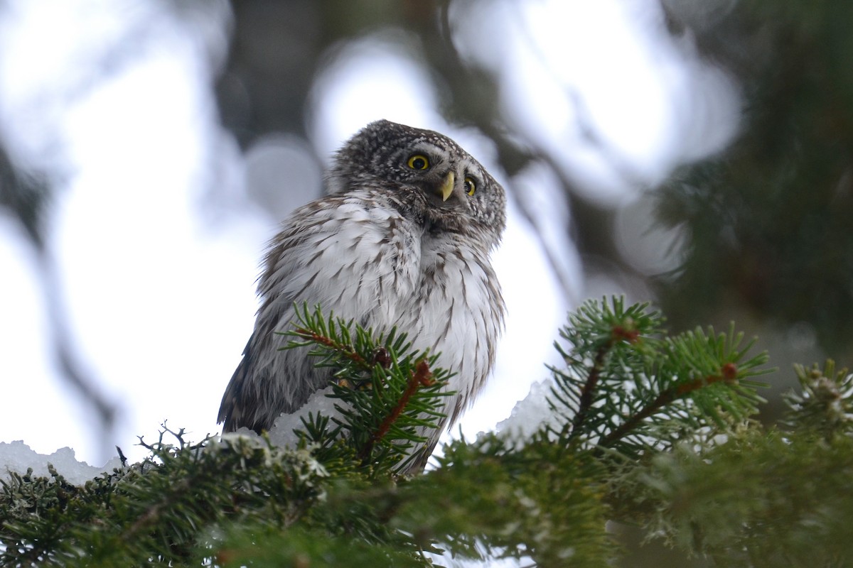 Eurasian Pygmy-Owl - ML616783151