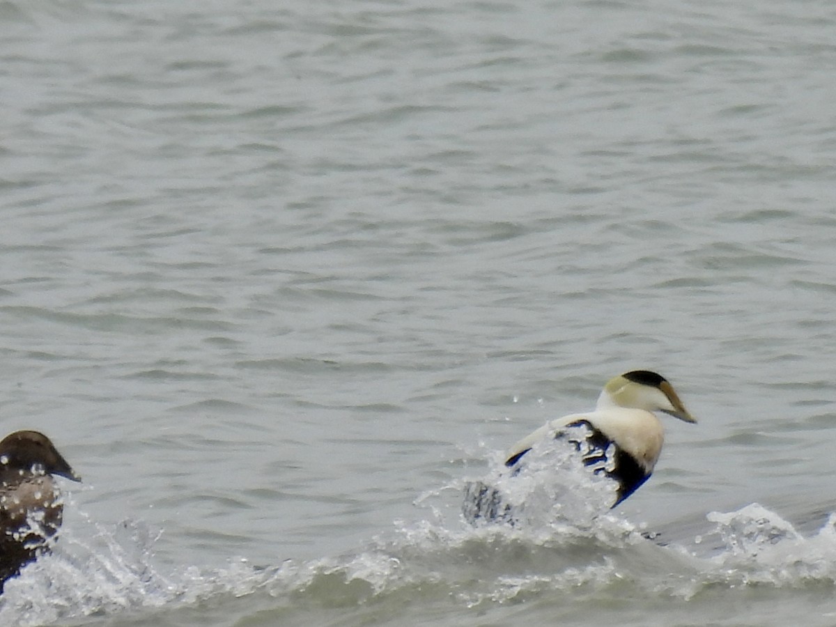 Common Eider - Laurie Miraglia