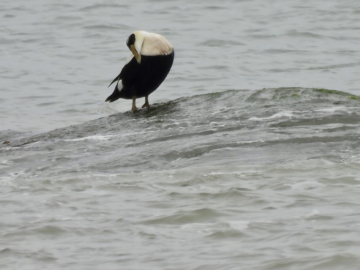 Common Eider - Laurie Miraglia