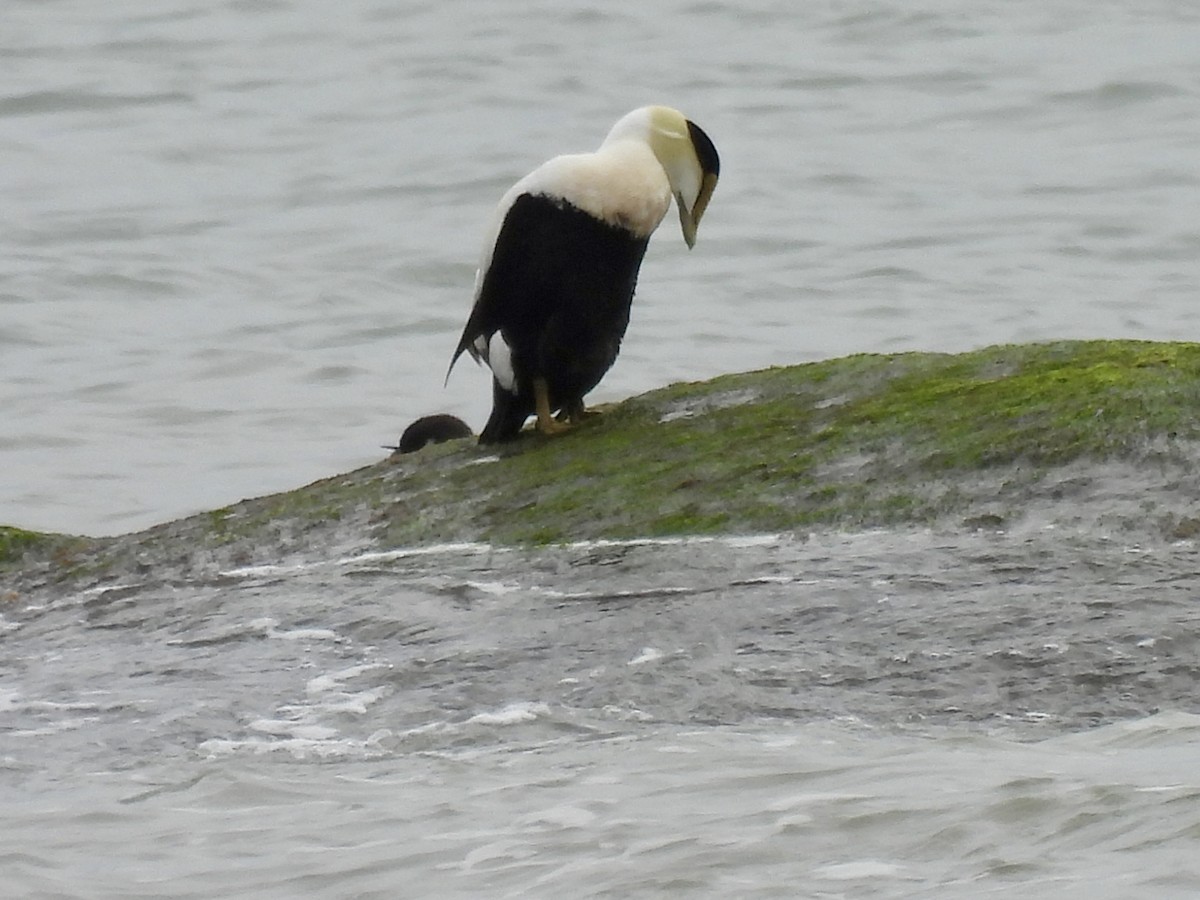 Common Eider - Laurie Miraglia