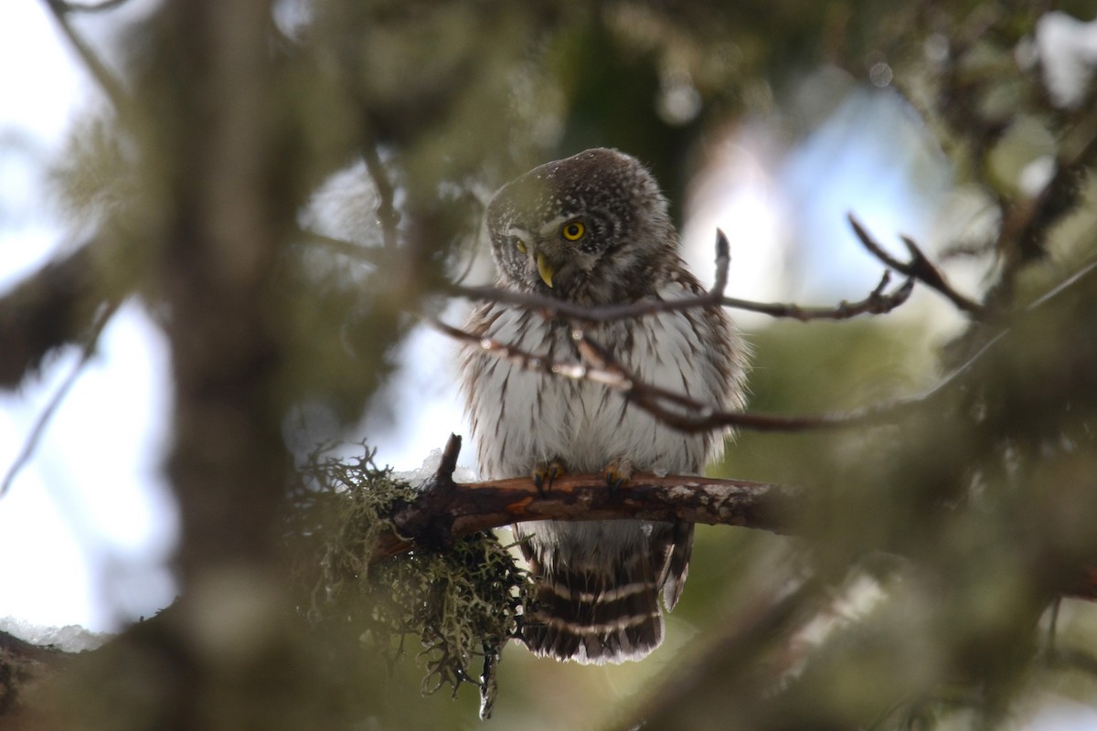 Eurasian Pygmy-Owl - ML616783234