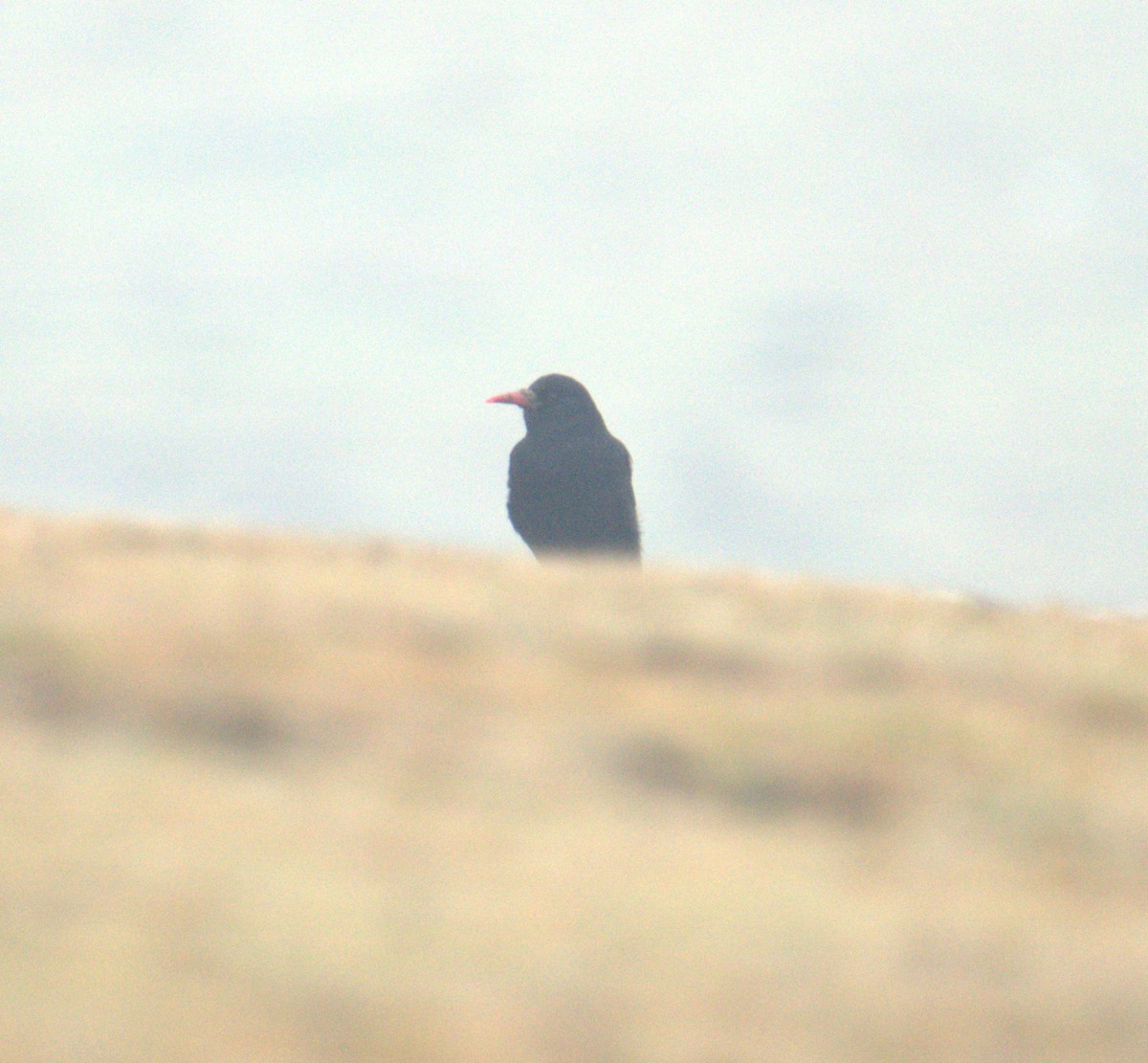 Red-billed Chough - ML616783244