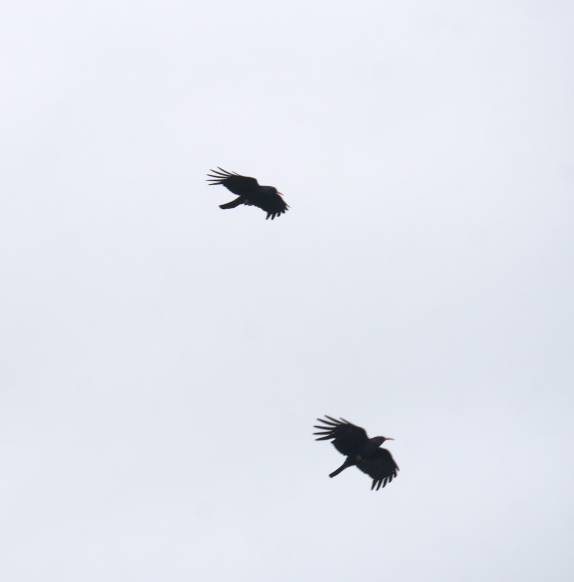 Red-billed Chough - ML616783247