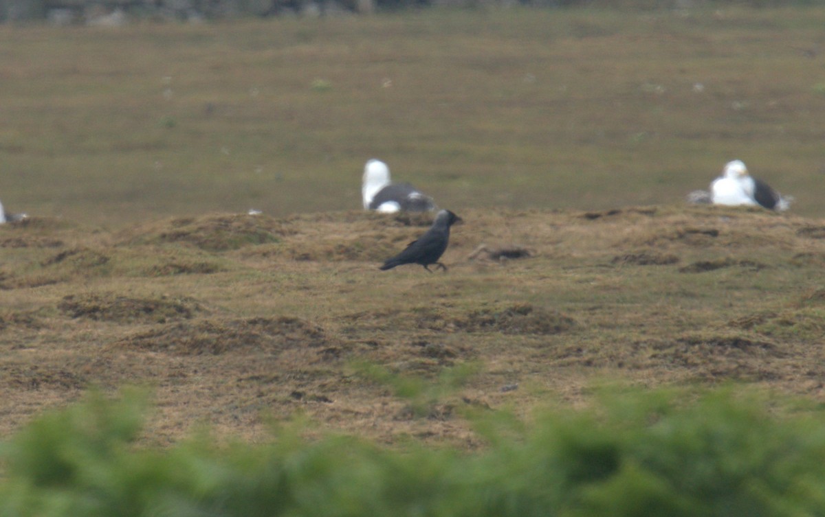 Eurasian Jackdaw - ML616783257