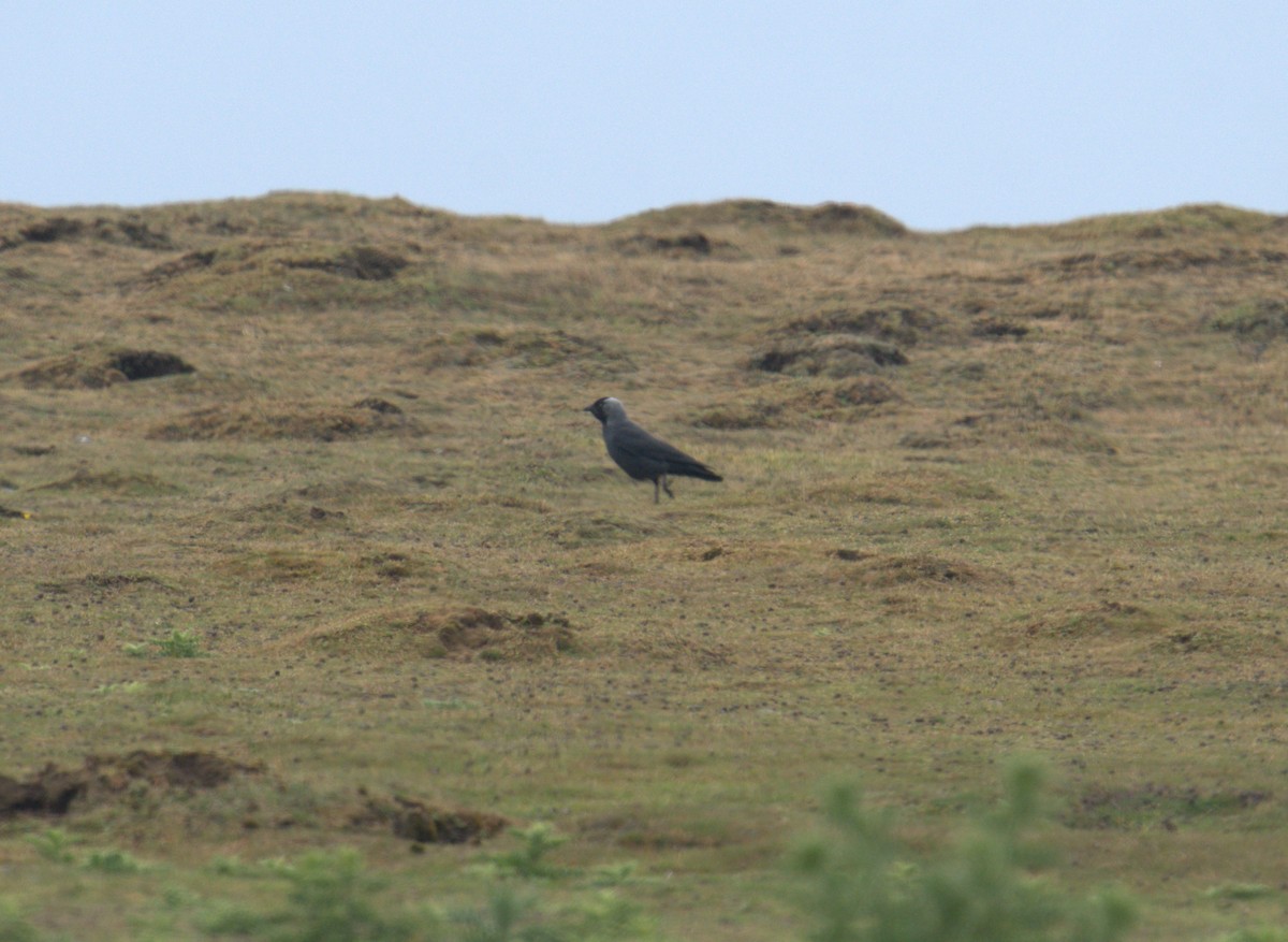 Eurasian Jackdaw - ML616783259