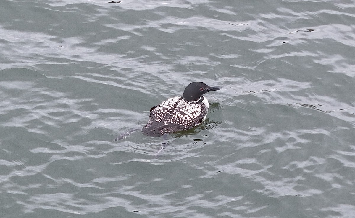 Common Loon - ML616783271