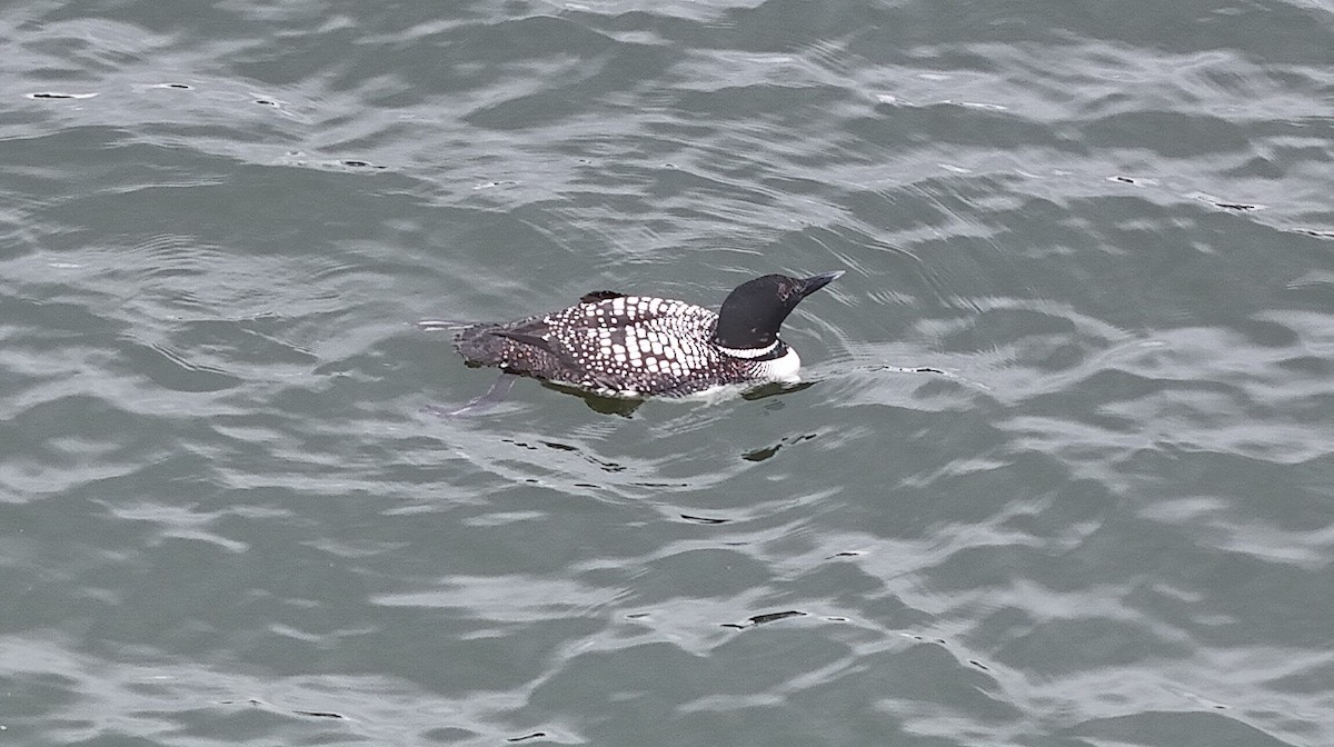 Common Loon - ML616783272