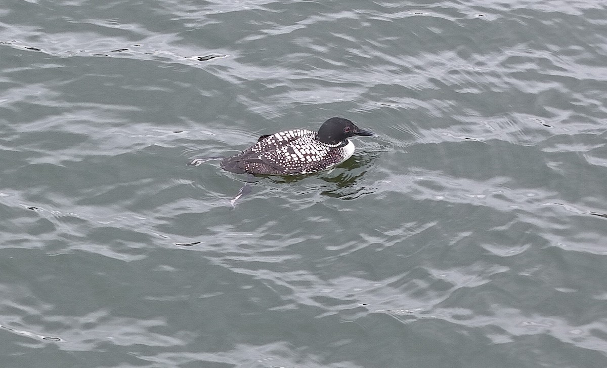 Common Loon - Paul Salaman