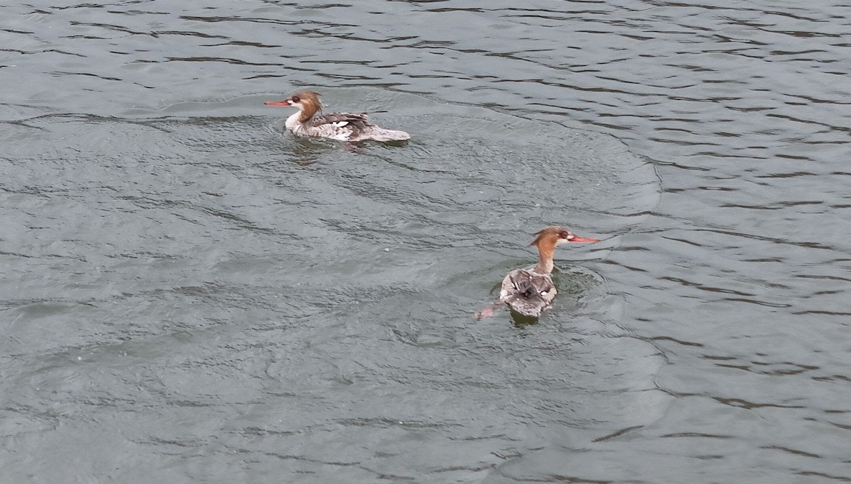 Red-breasted Merganser - ML616783277