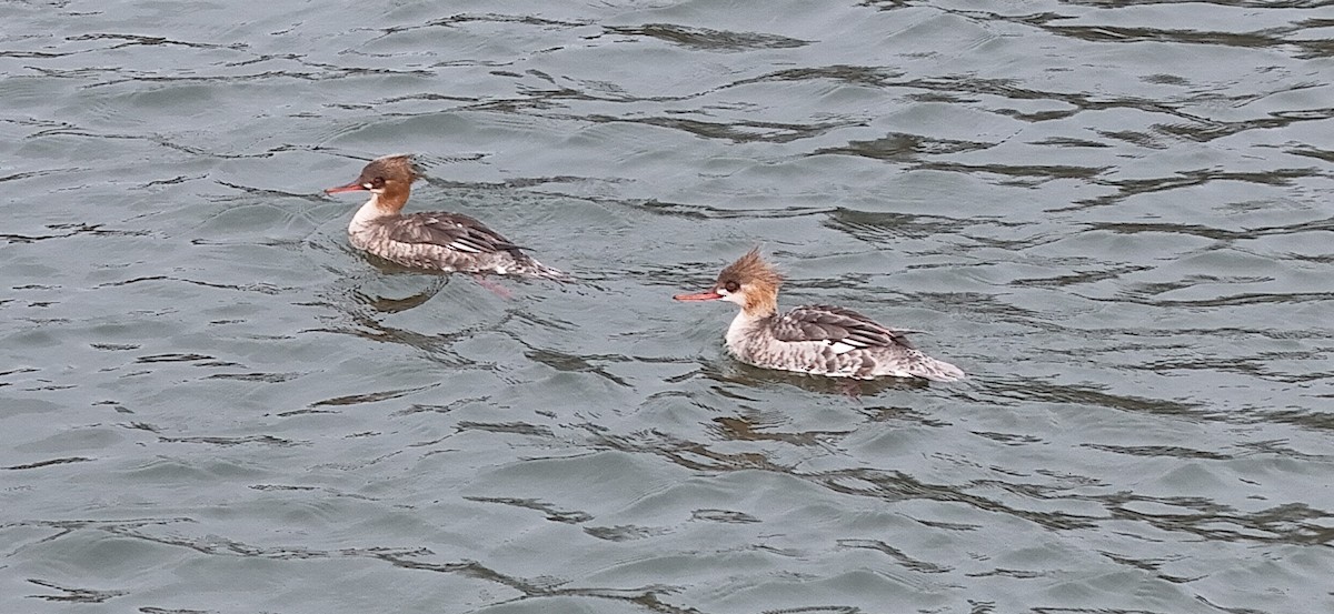 Red-breasted Merganser - ML616783278