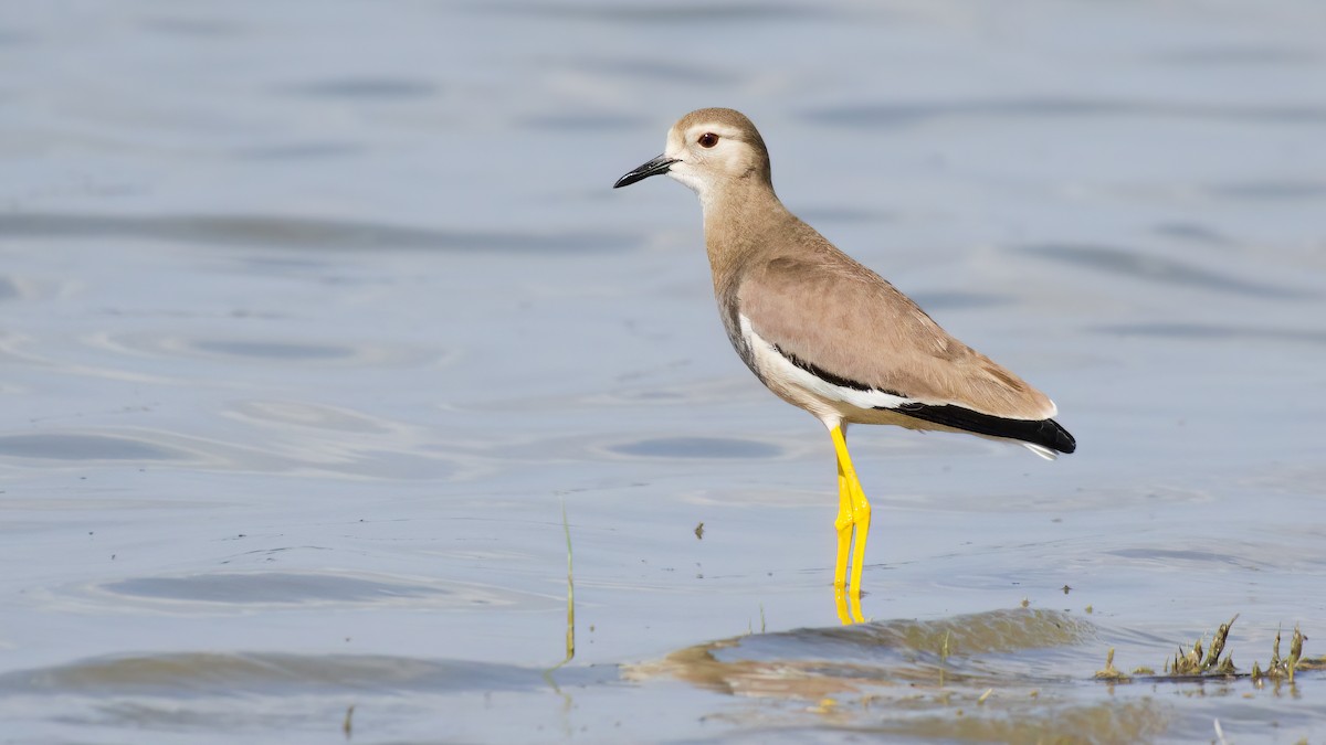 White-tailed Lapwing - ML616783293