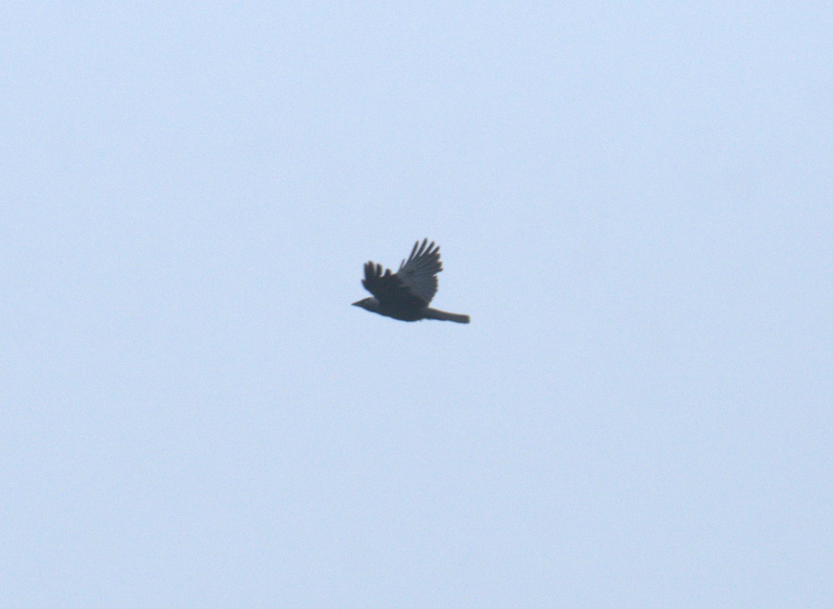 Carrion Crow - ML616783295