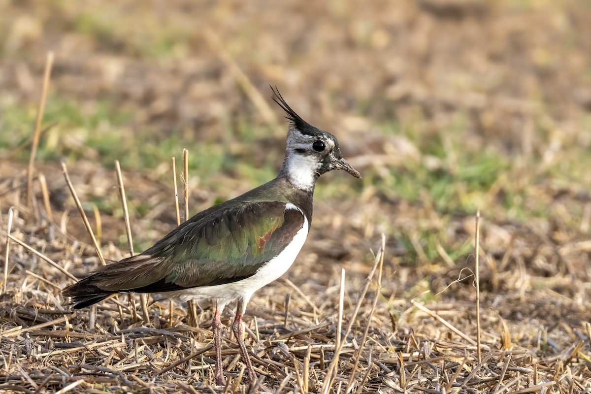 Northern Lapwing - Aras Metin