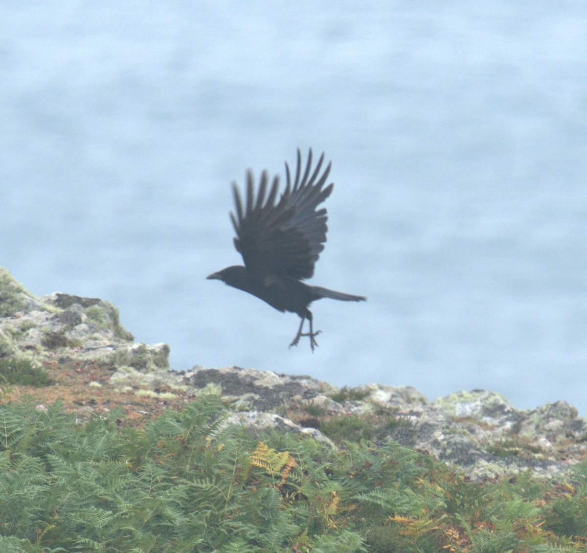 Common Raven - ML616783307