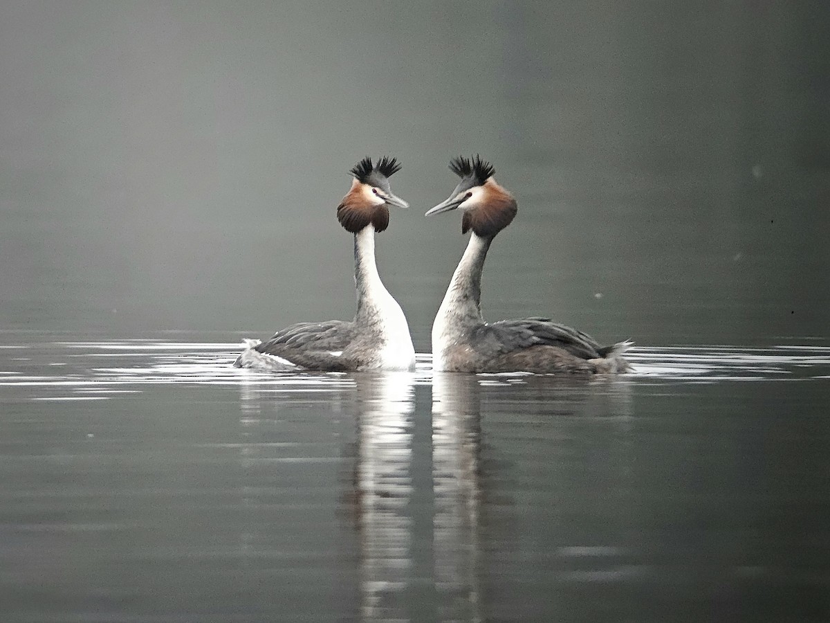 Great Crested Grebe - ML616783308