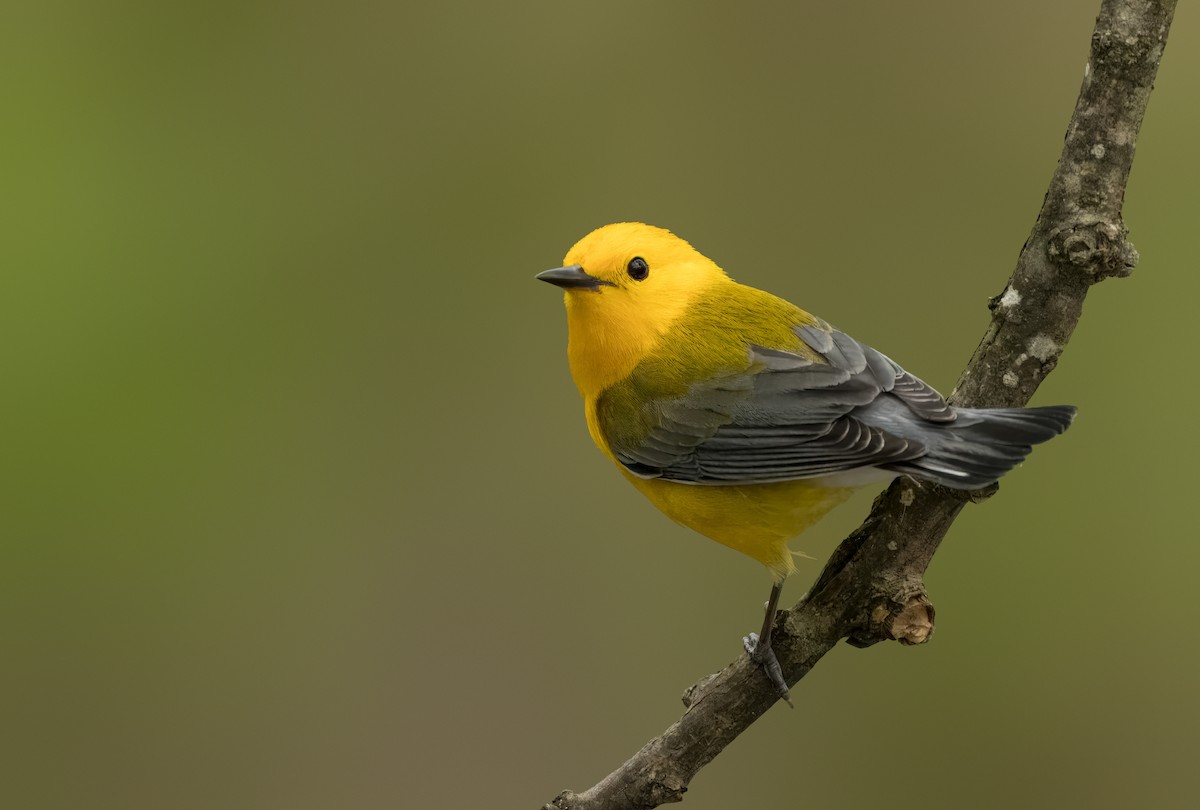 Prothonotary Warbler - ML616783314