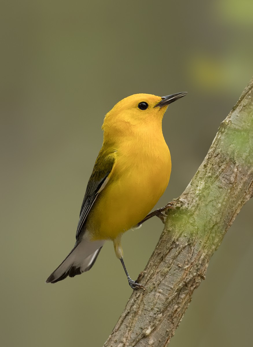 Prothonotary Warbler - ML616783315