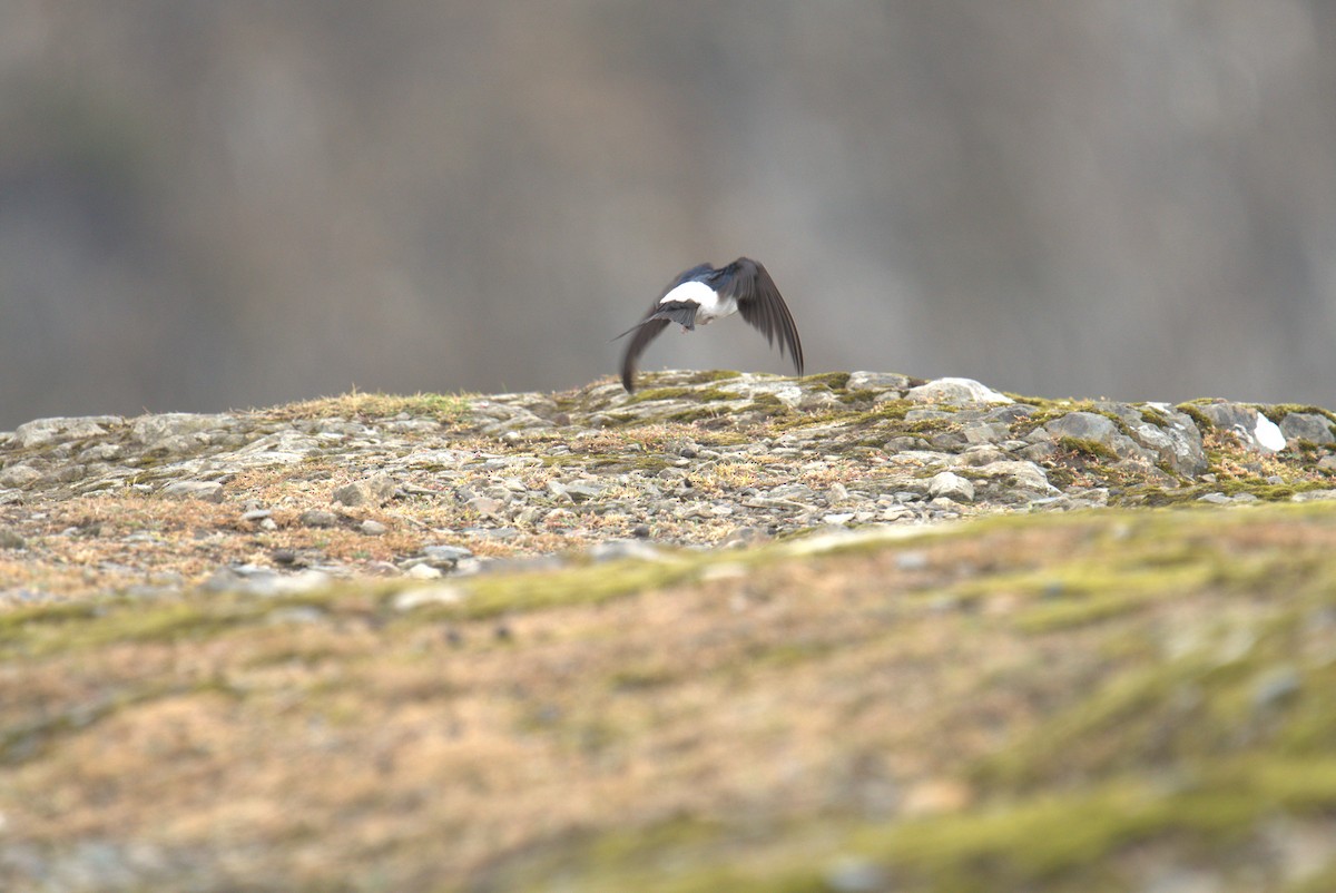 Western House-Martin - ML616783336