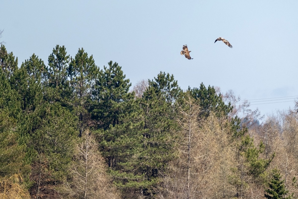 Weißkopf-Seeadler - ML616783358