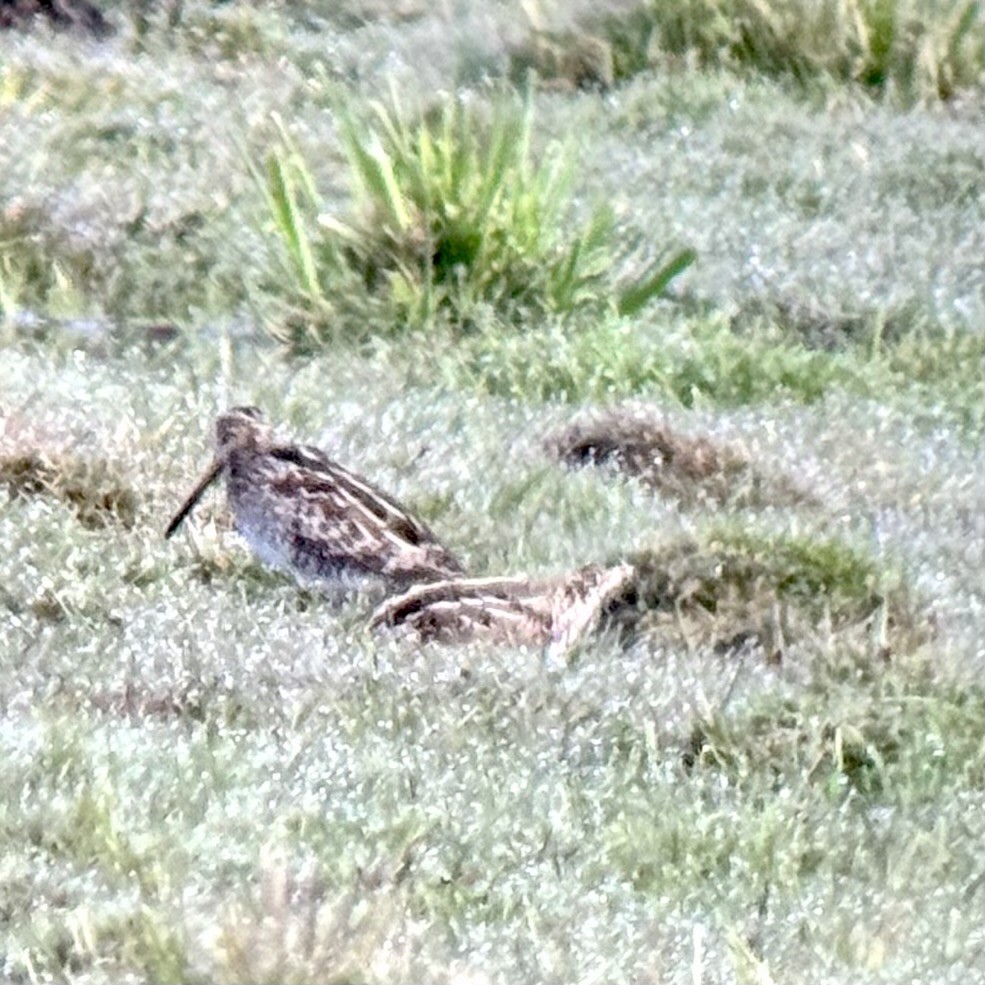 Wilson's Snipe - ML616783383