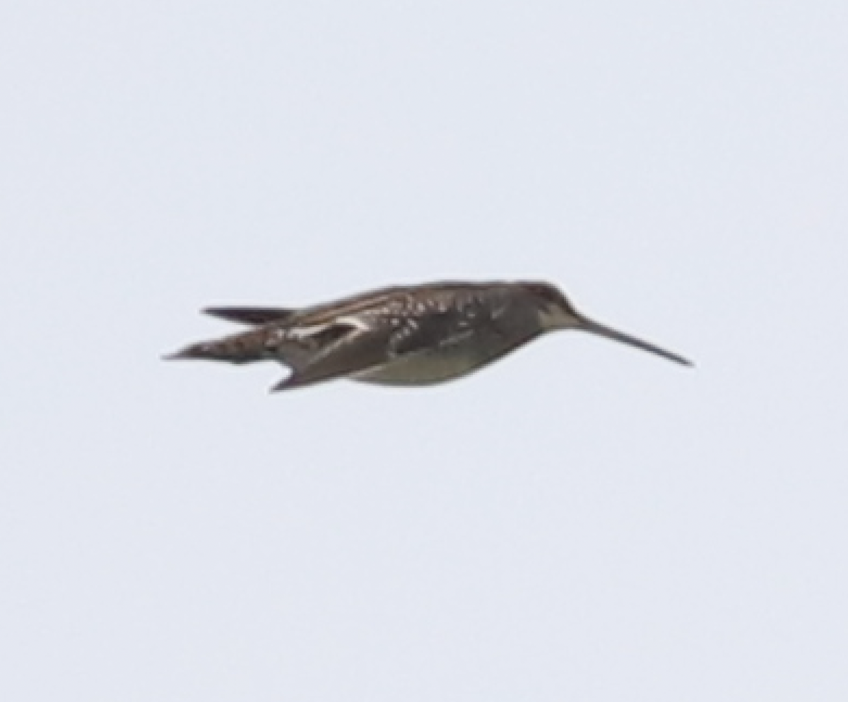 Wilson's Snipe - ML616783434