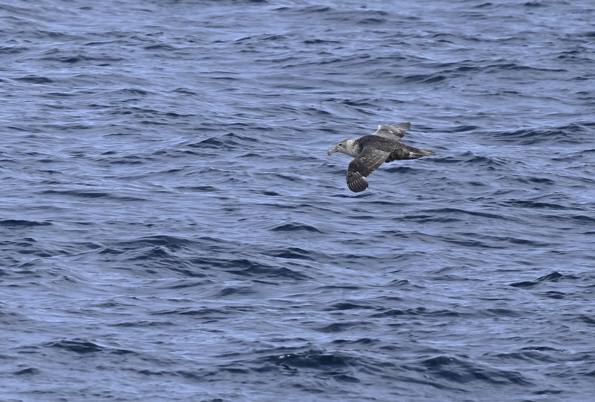 Southern/Northern Giant-Petrel - ML616783458