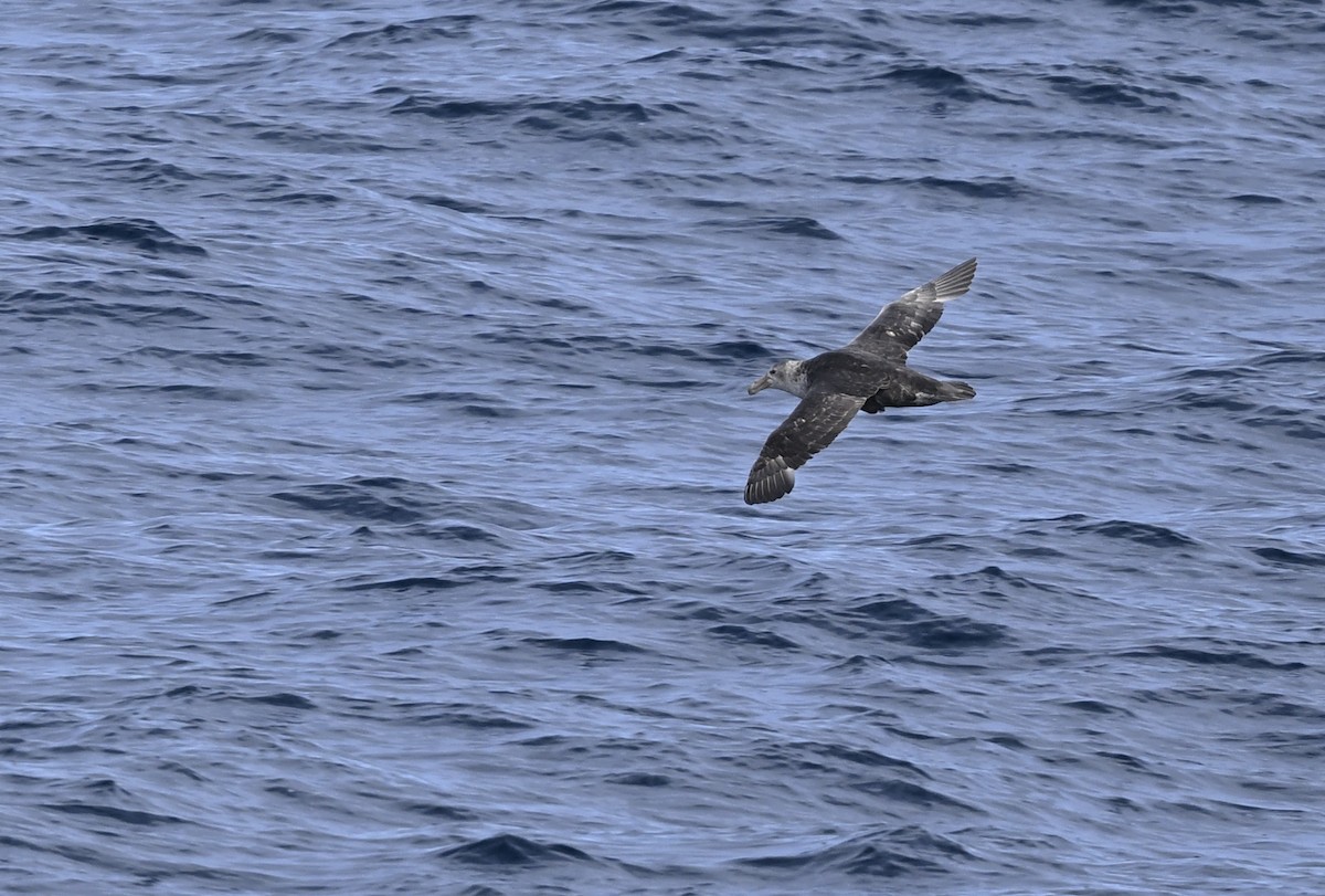 Southern/Northern Giant-Petrel - ML616783459