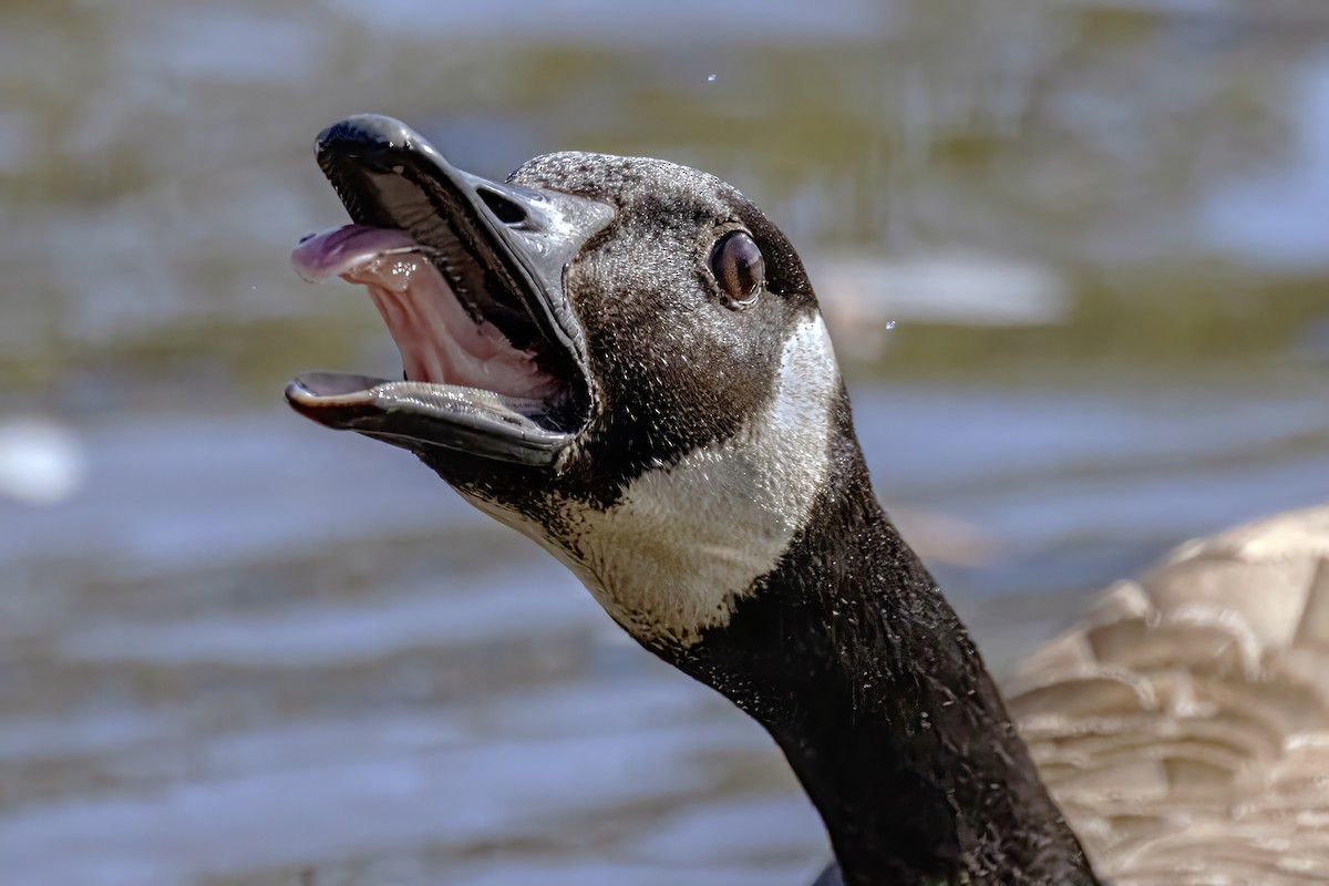 Canada Goose - ML616783472