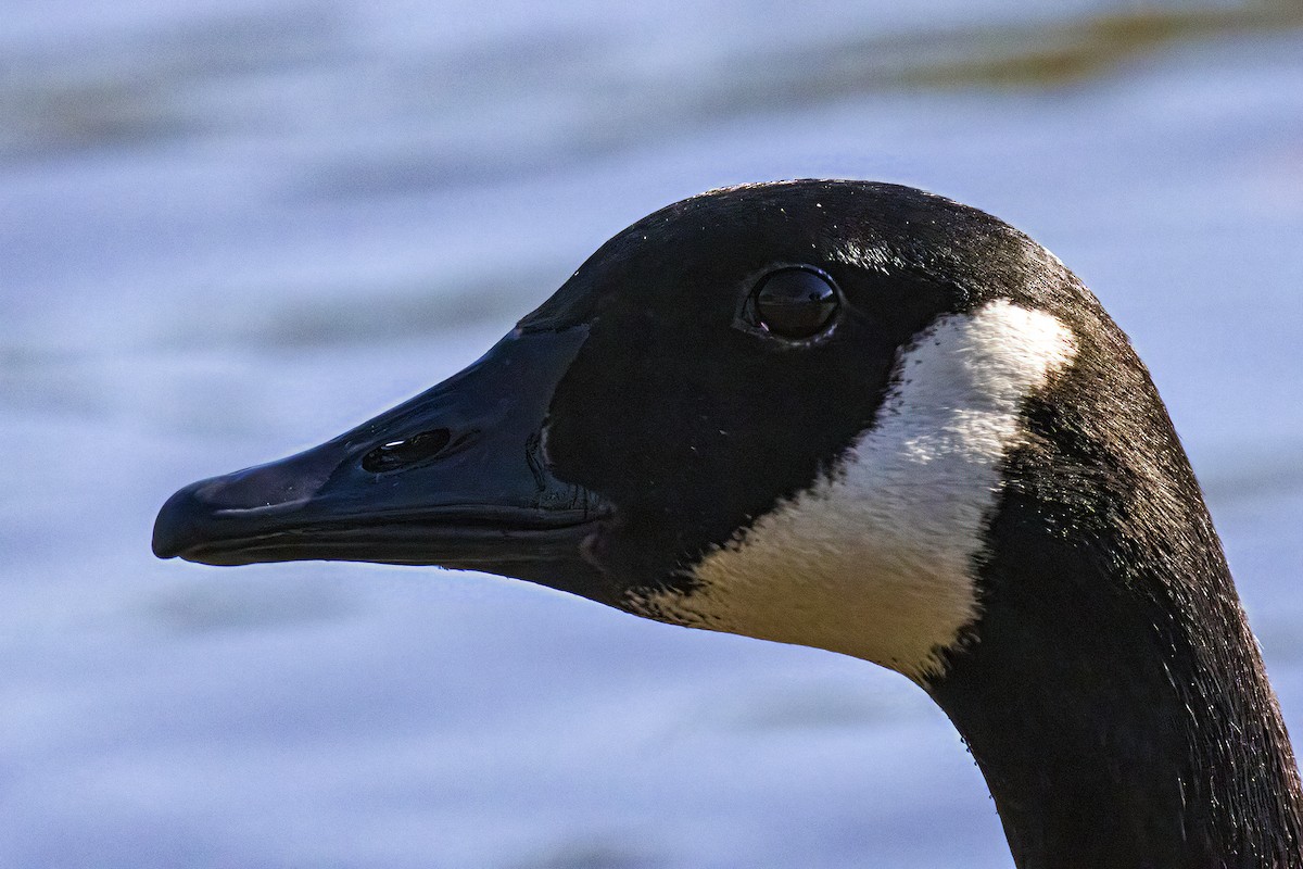 Canada Goose - ML616783501