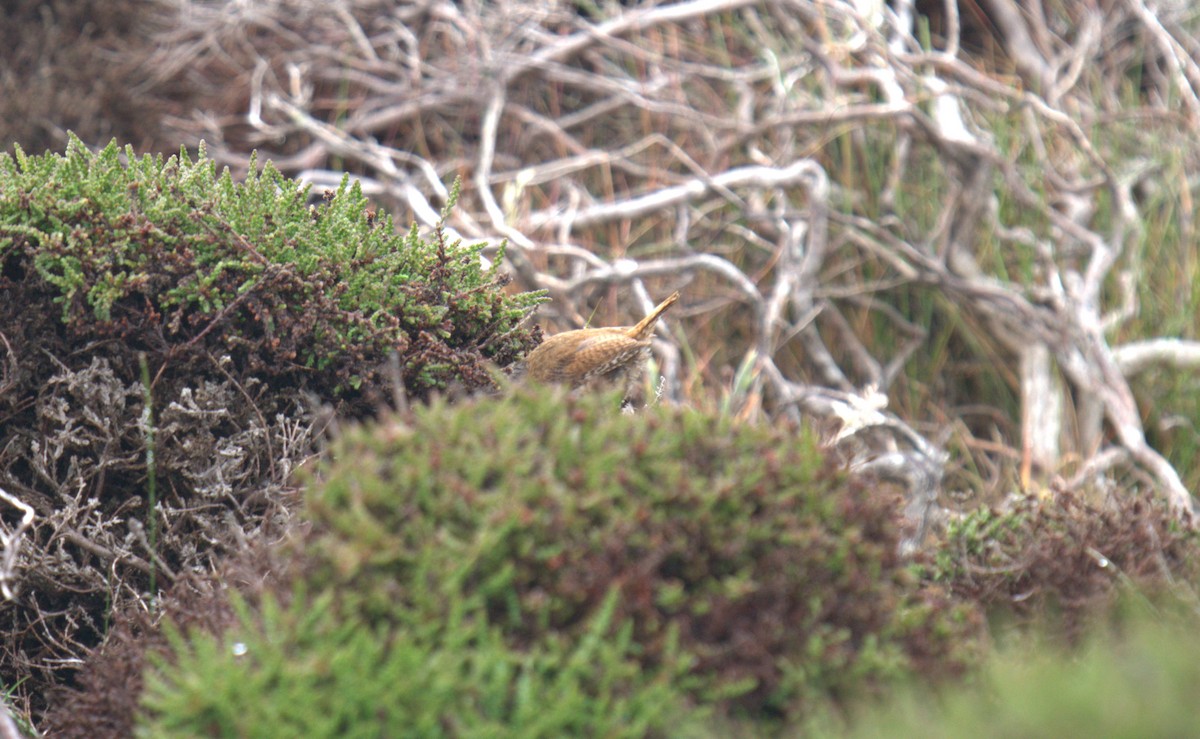 Eurasian Wren - ML616783583