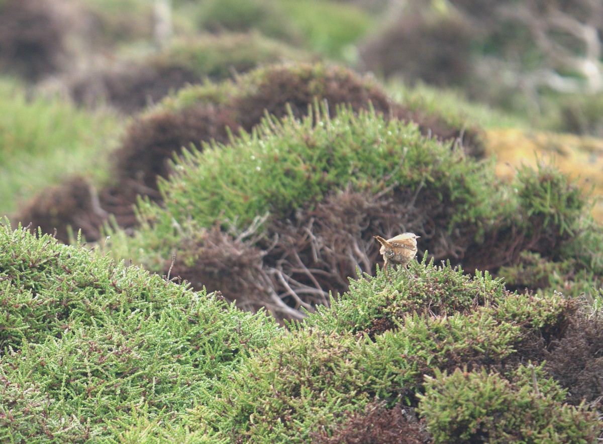 Eurasian Wren - ML616783584