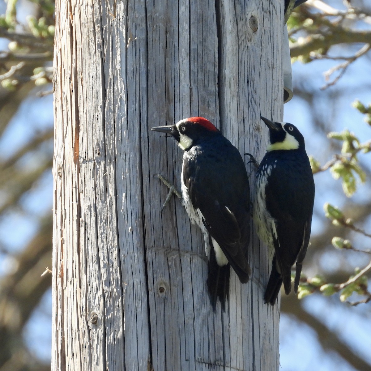 Acorn Woodpecker - ML616783595