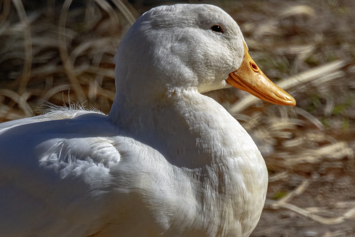 Mallard (Domestic type) - ML616783613