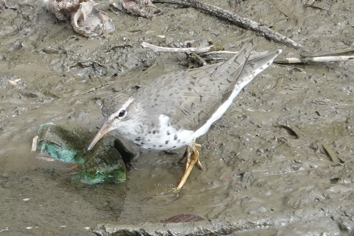 Spotted Sandpiper - ML616783618