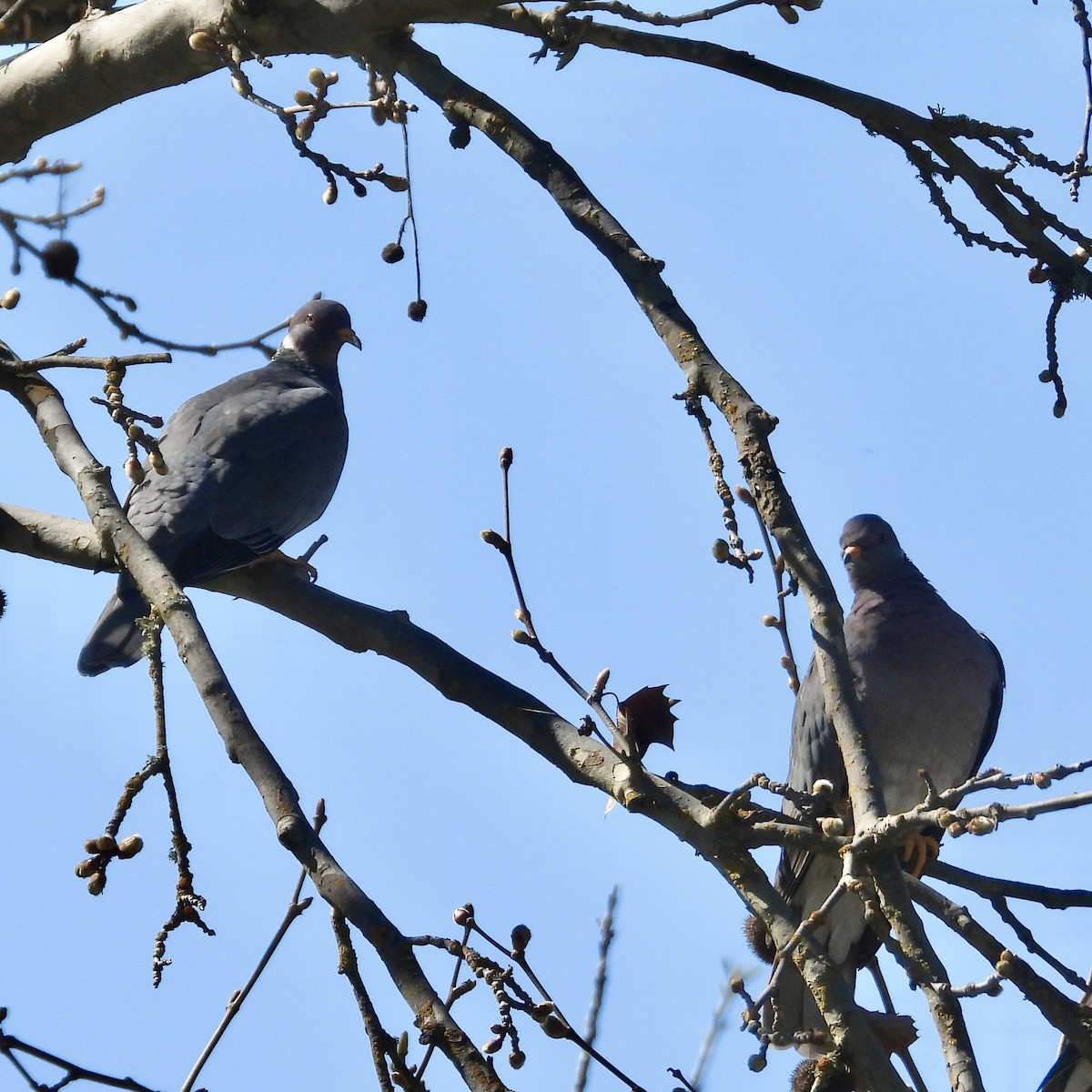 Band-tailed Pigeon - Heather O'Connor