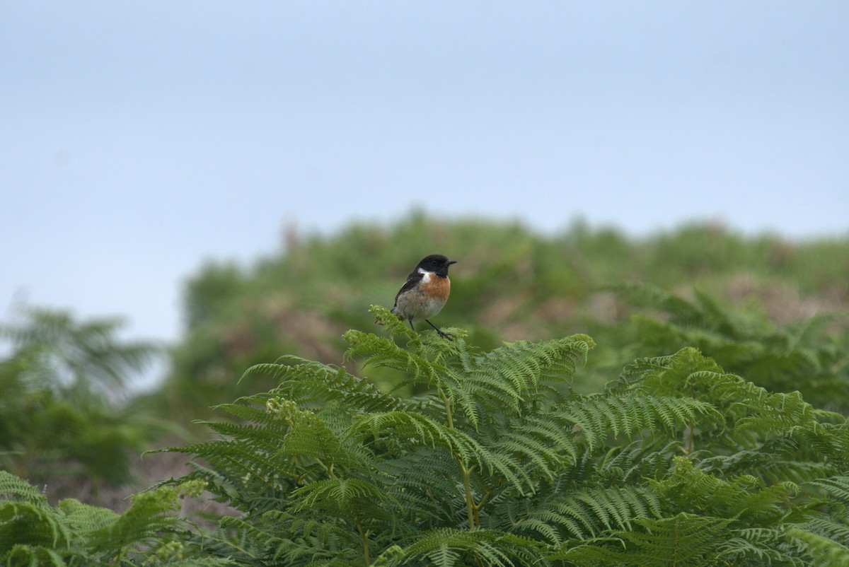 European Stonechat - ML616783634