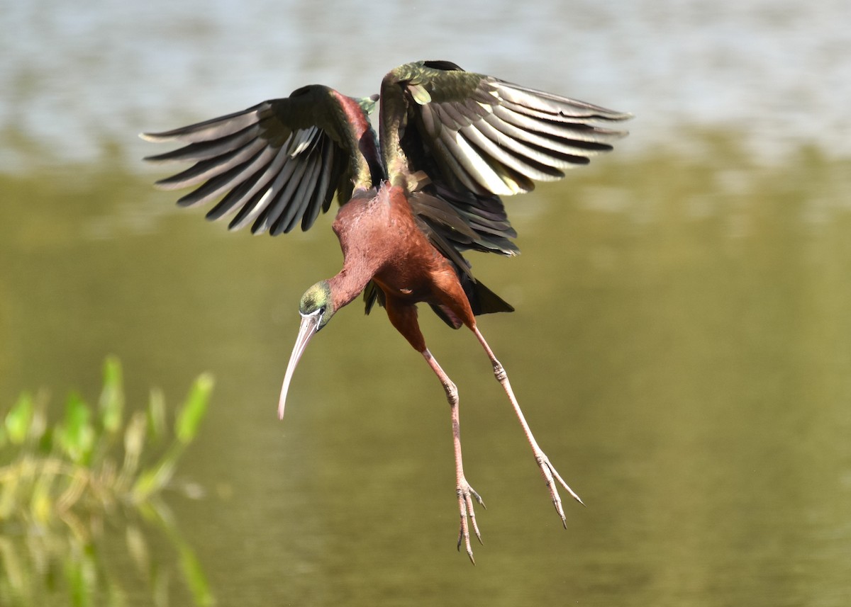 Glossy Ibis - ML616783636