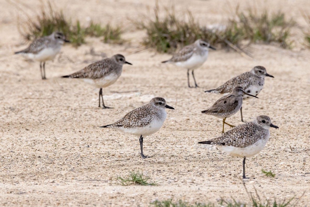 Black-bellied Plover - ML616783639