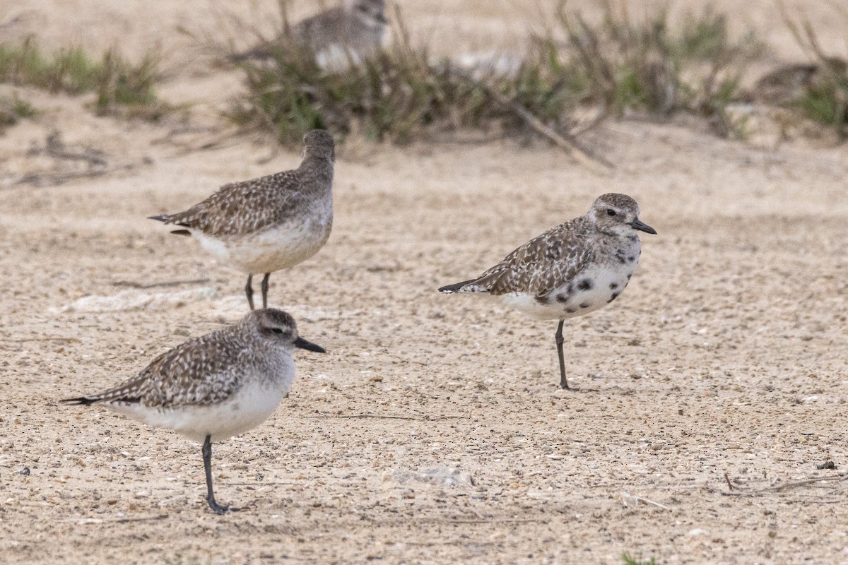 Black-bellied Plover - ML616783640